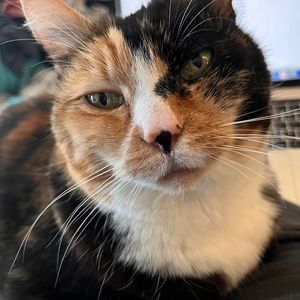 Hello! My cat is prettier than me so she gets the photo.